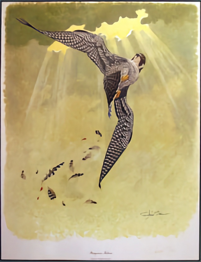 Peregrine Falcon by Richard Sloan - Framed Art Print